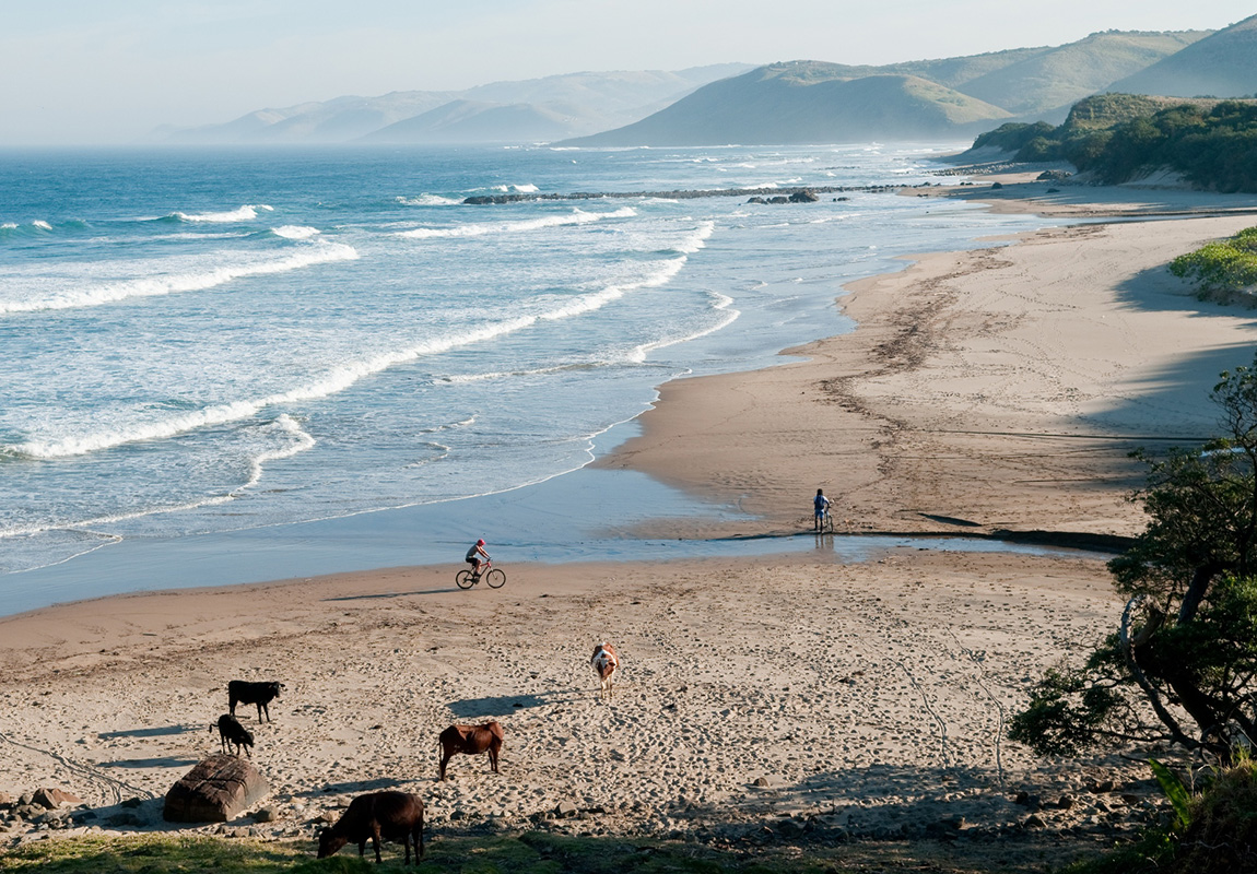 Zicht op de zee en het strand met koeien en fietser, Wild Coast Zuid-Afrika
