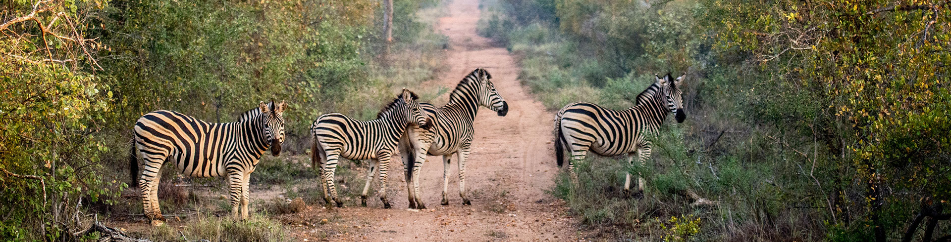 Zebra's op de weg tijdens safari in het Kruger Nationaal Park, Zuid-Afrika