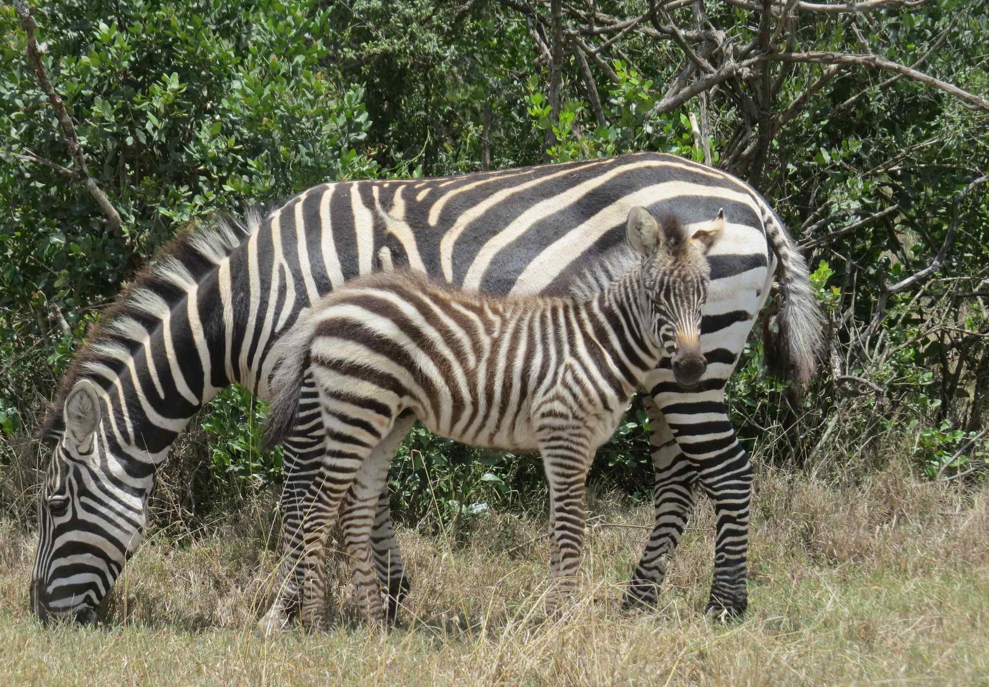 Beste reistijd voor Kenia