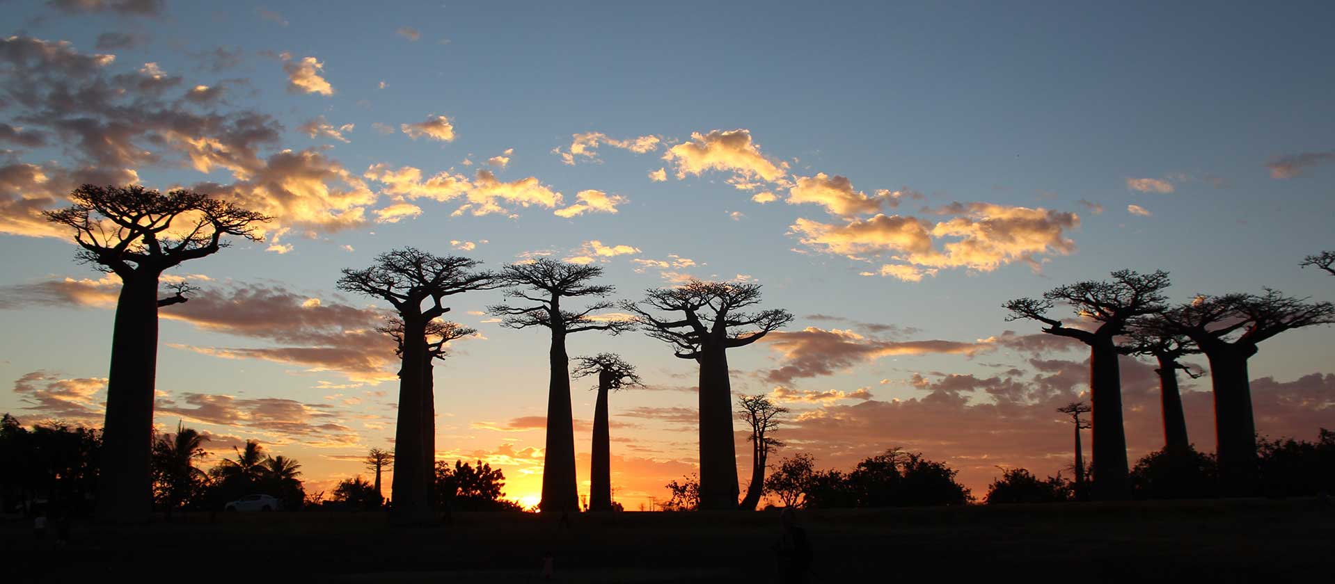 Baobabs bij zonsondergang in Madagascar