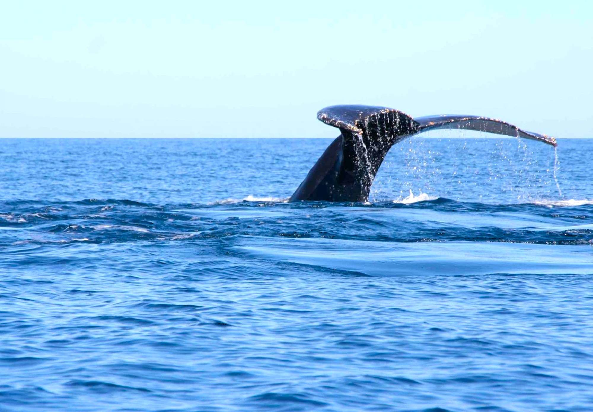 walvissen kijken bij Itafy in Madagascar!