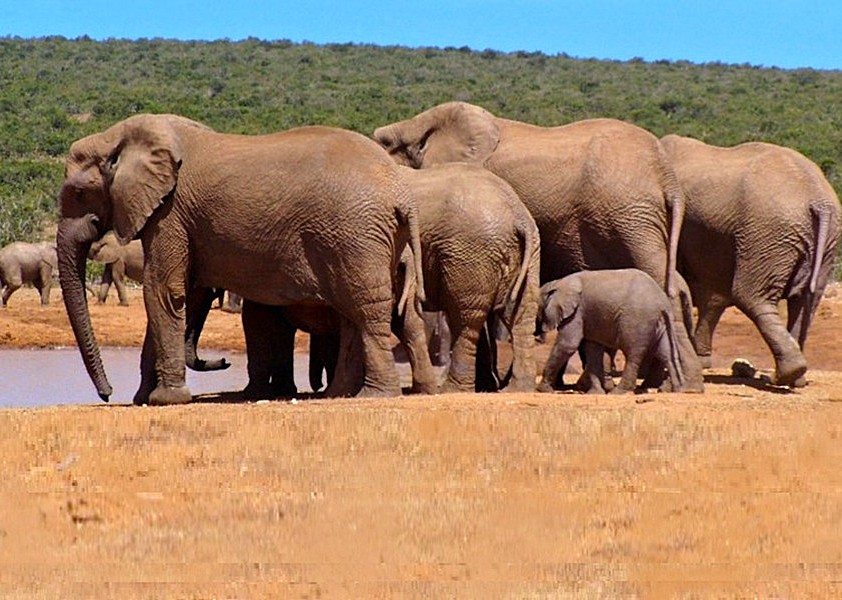 Olifanten in Zuid-Afrika