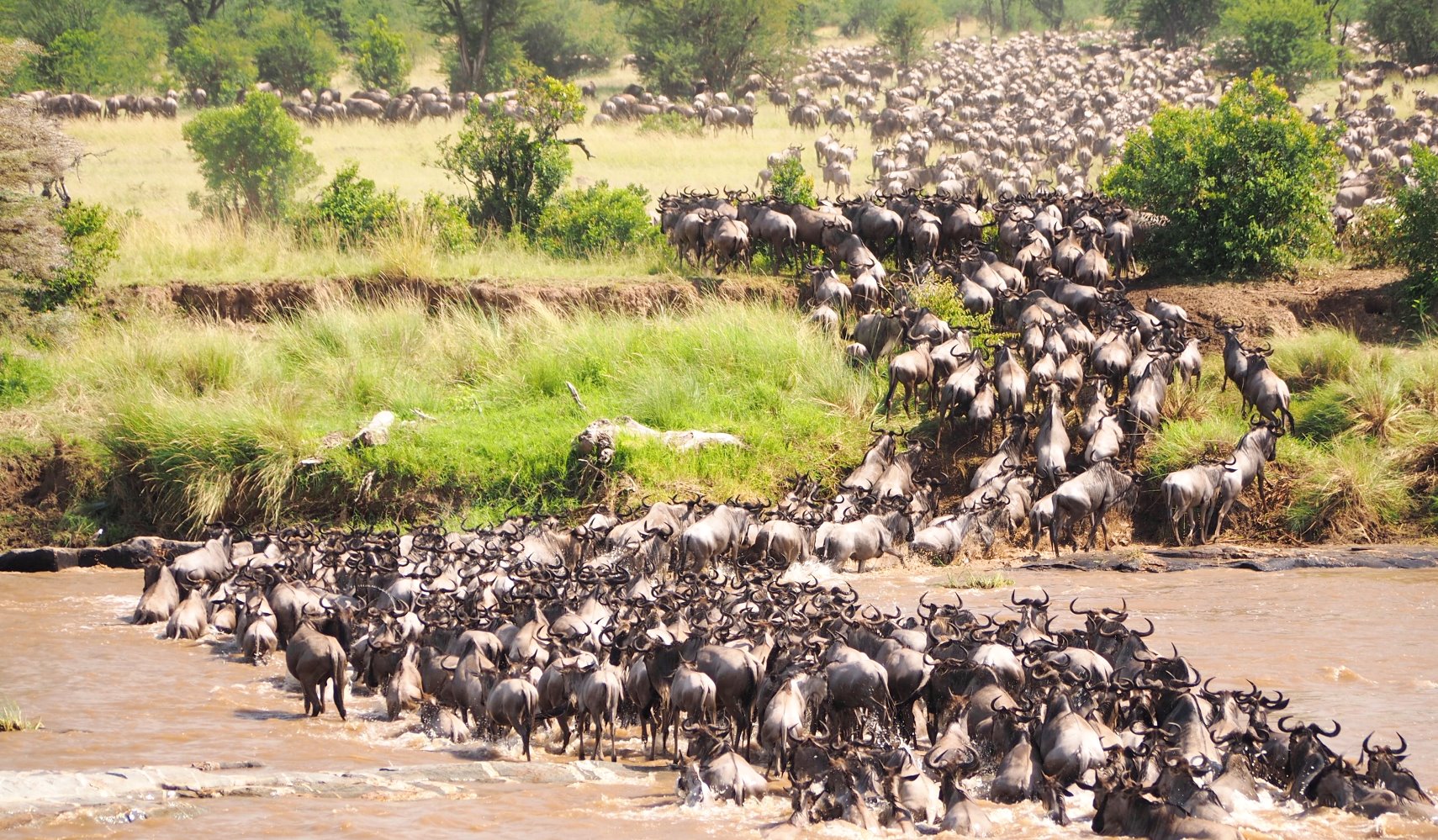 Tanzania-grote-trek_Serengeti-National-Park.