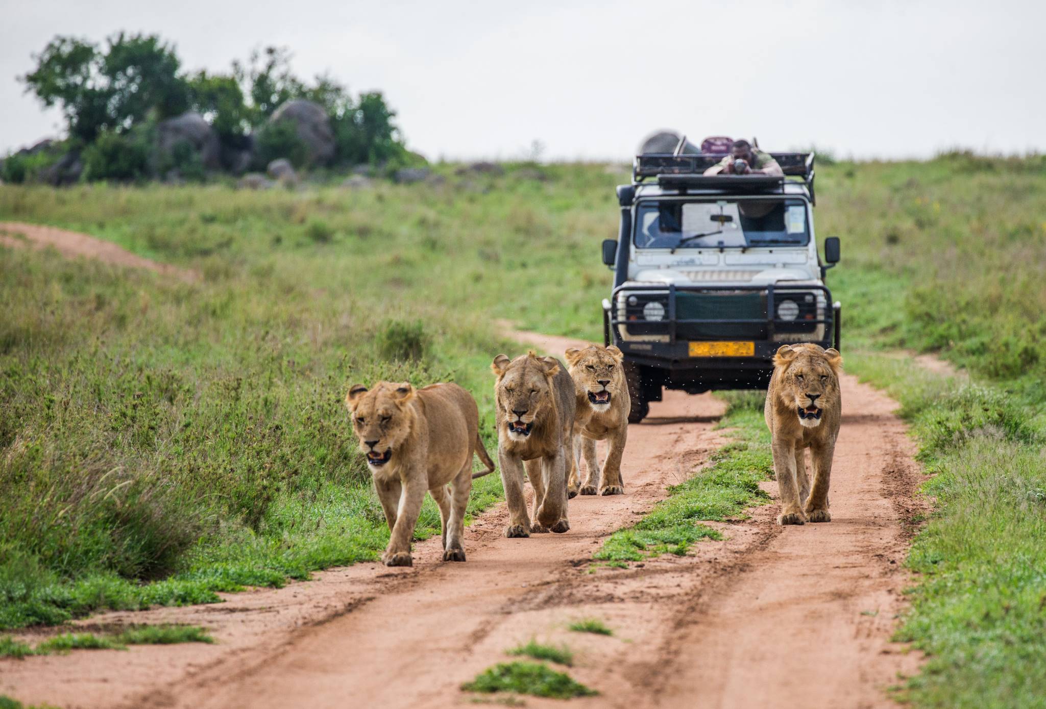 Kenia Tanzania, safari met jeep