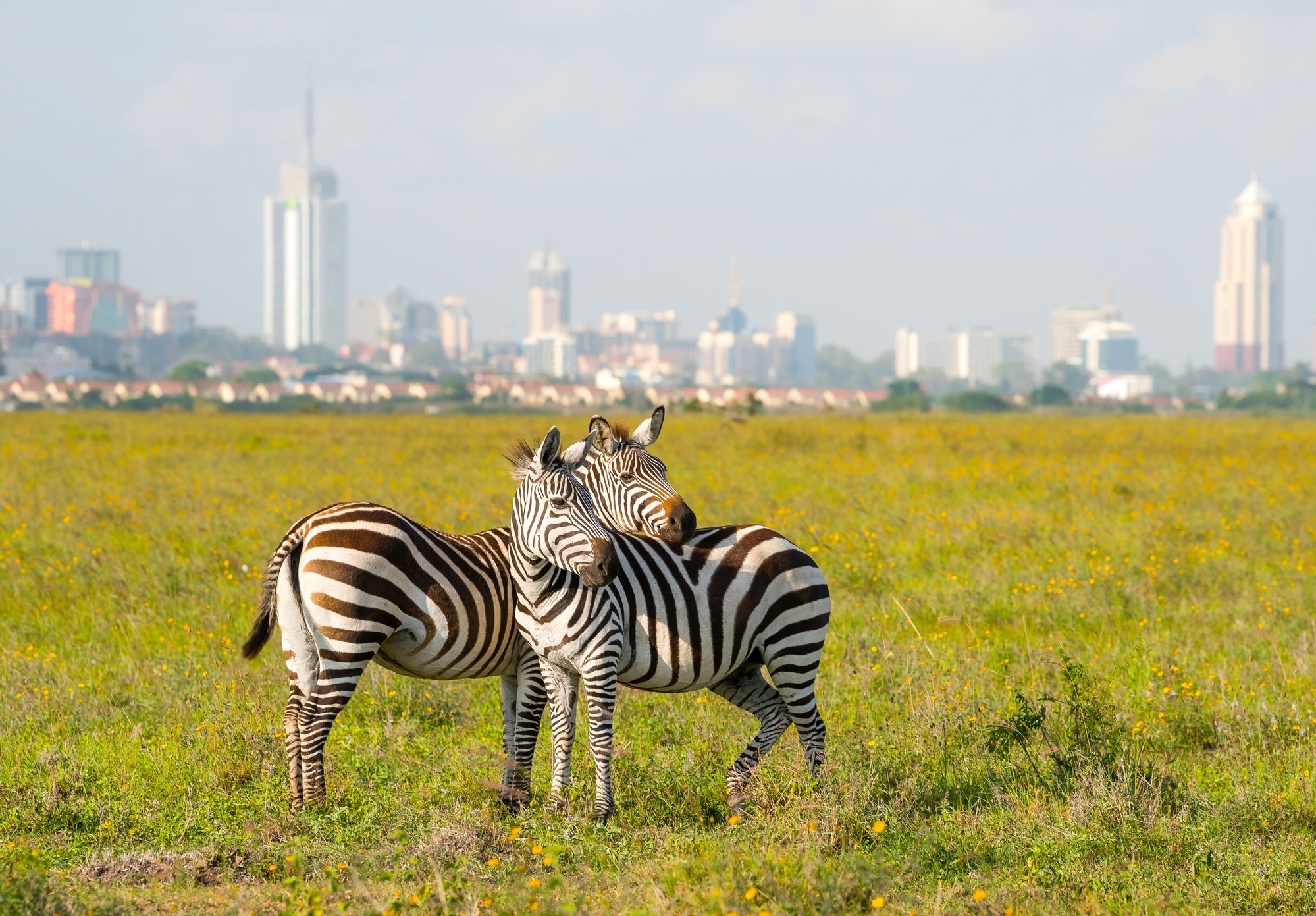 Kenia-rondreis-zebras-bij-Nairobi