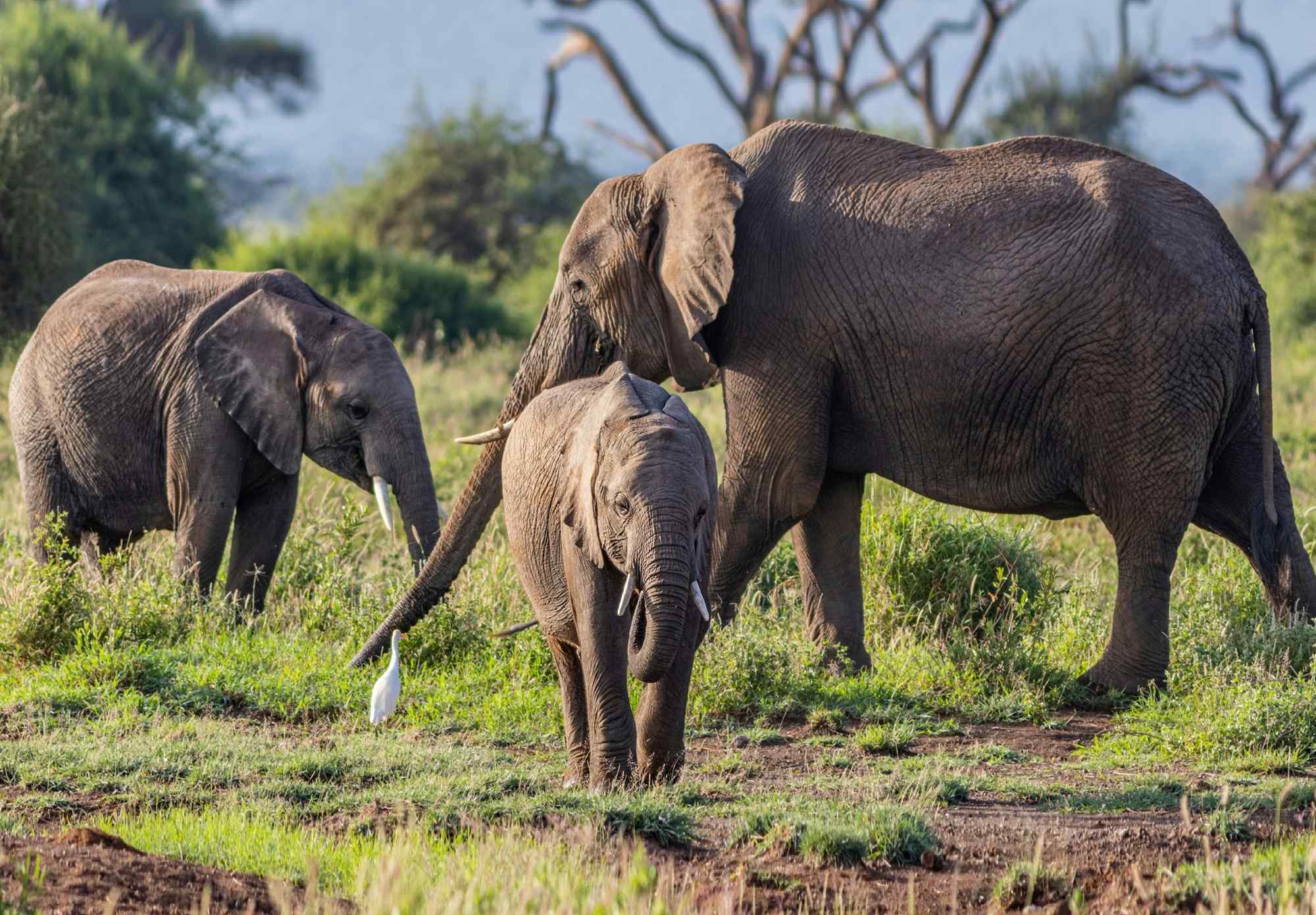 Kenia safari olifanten