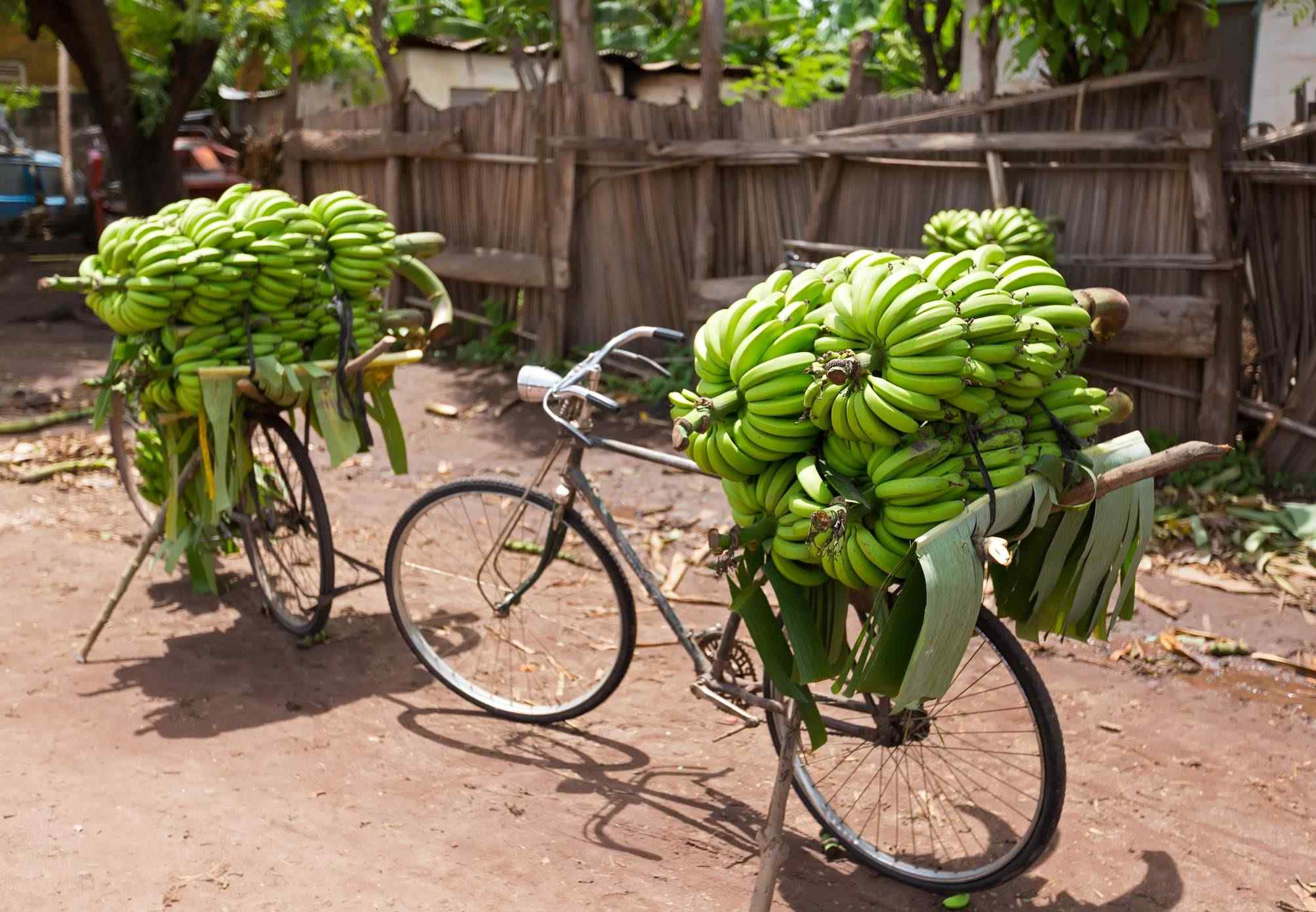 Tanzania een fiets vol met bananen