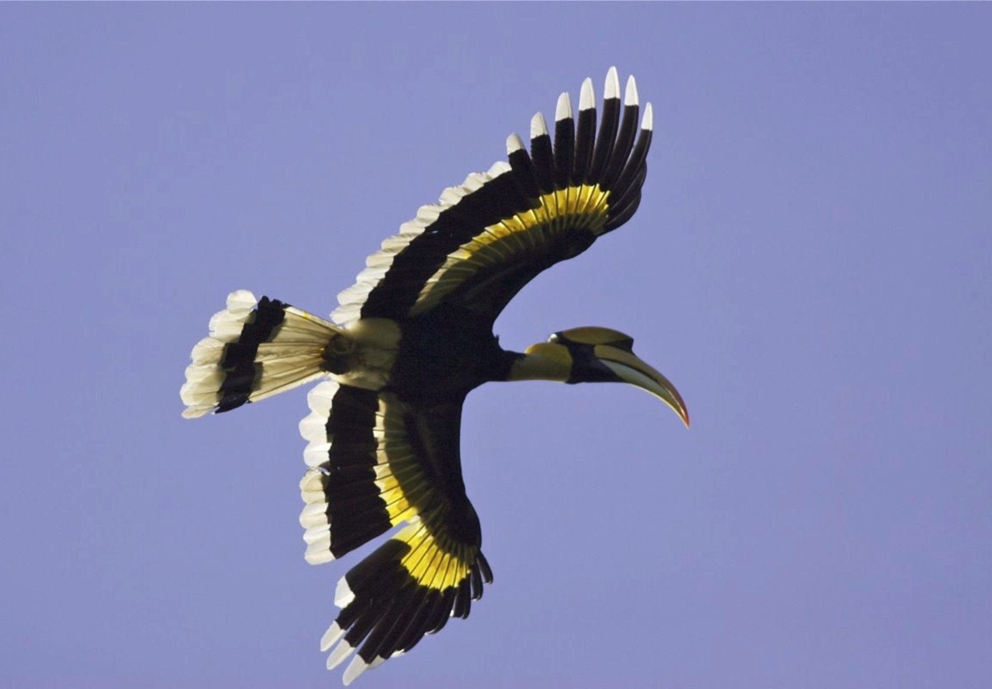 Een neushoornvogel in het Khao Yai nationaal park