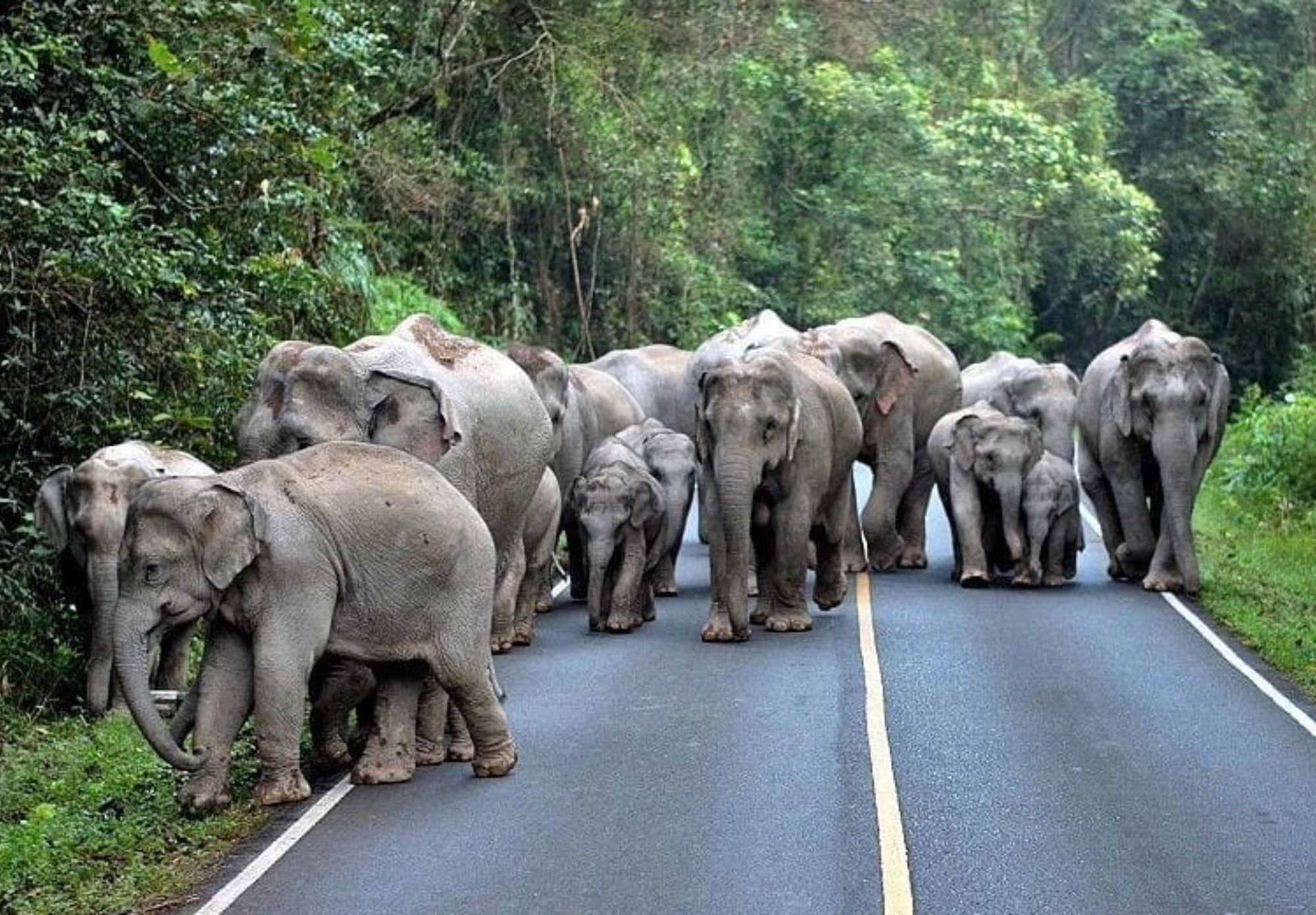 olifanten in het Khao Yai nationaal park