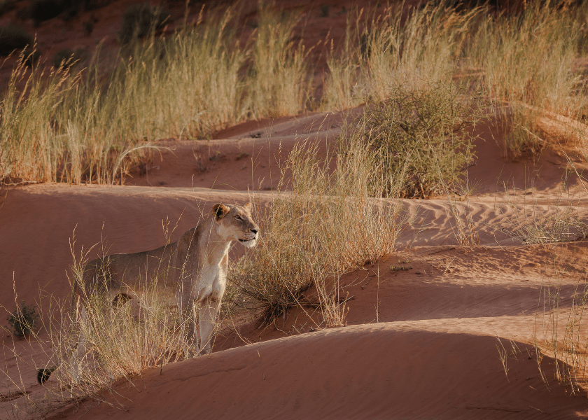 Door de West-Kaap en de Noord-Kaap