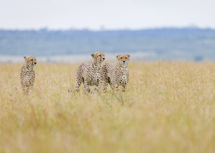 Het beste van ongerept Limpopo