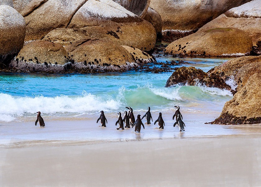 Zuid-Afrika-rondreis-Boulders-Beach
