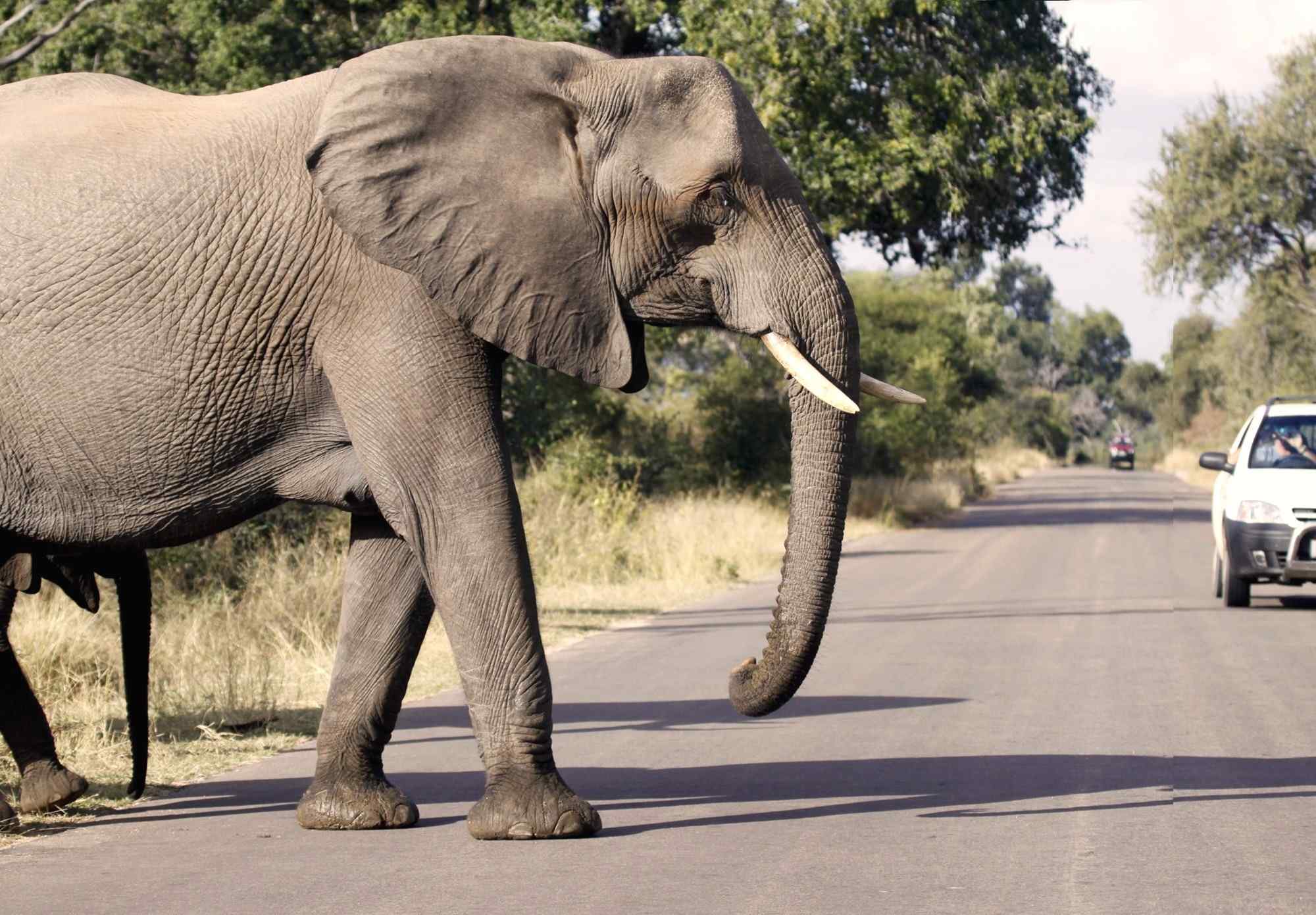 Zuid-Afrika-rondreis-Limpopo-Kruger-Olifant-Kruger