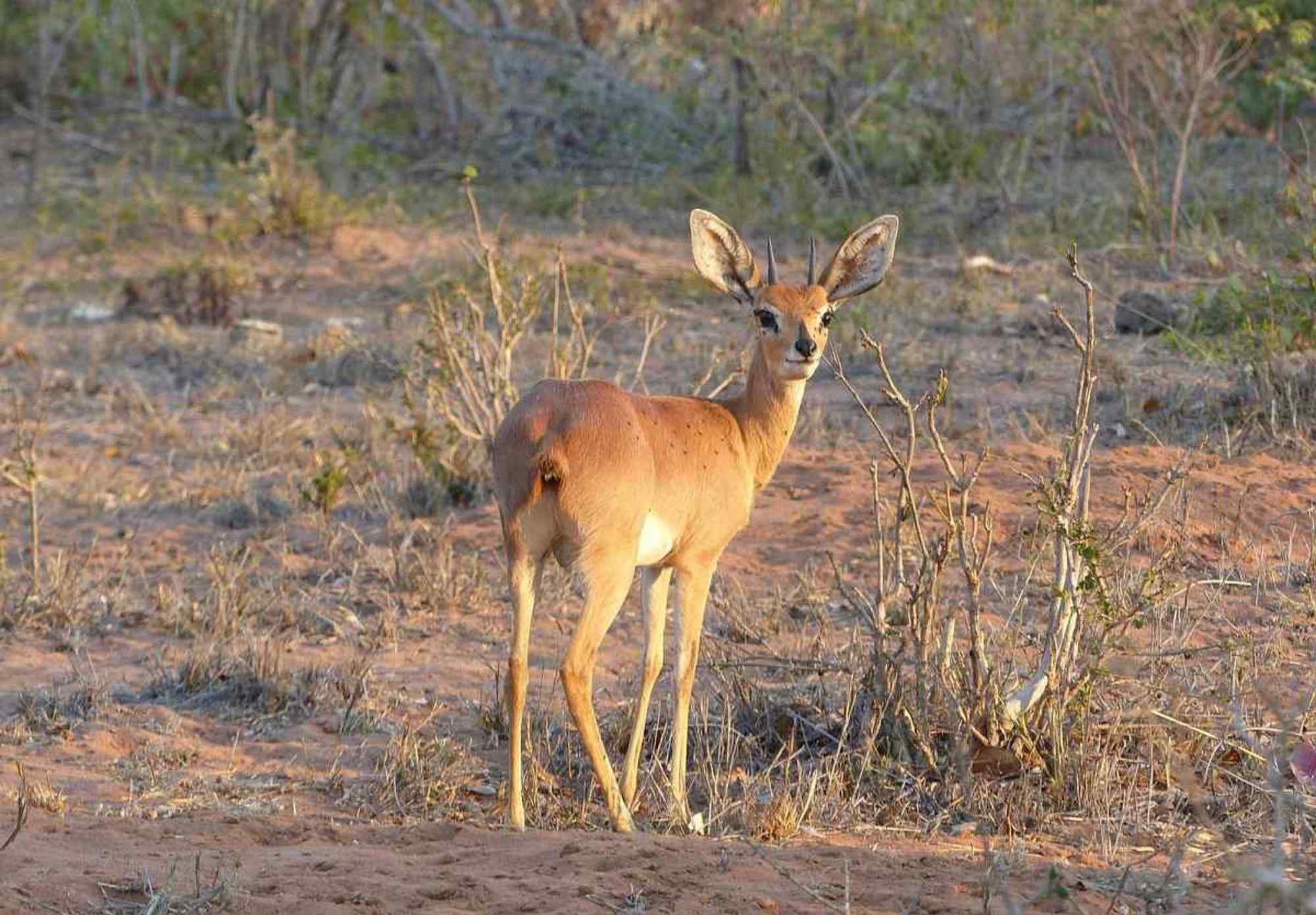 Zuid-Afrika-rondreis-Limpopo-Kruger-bushbock