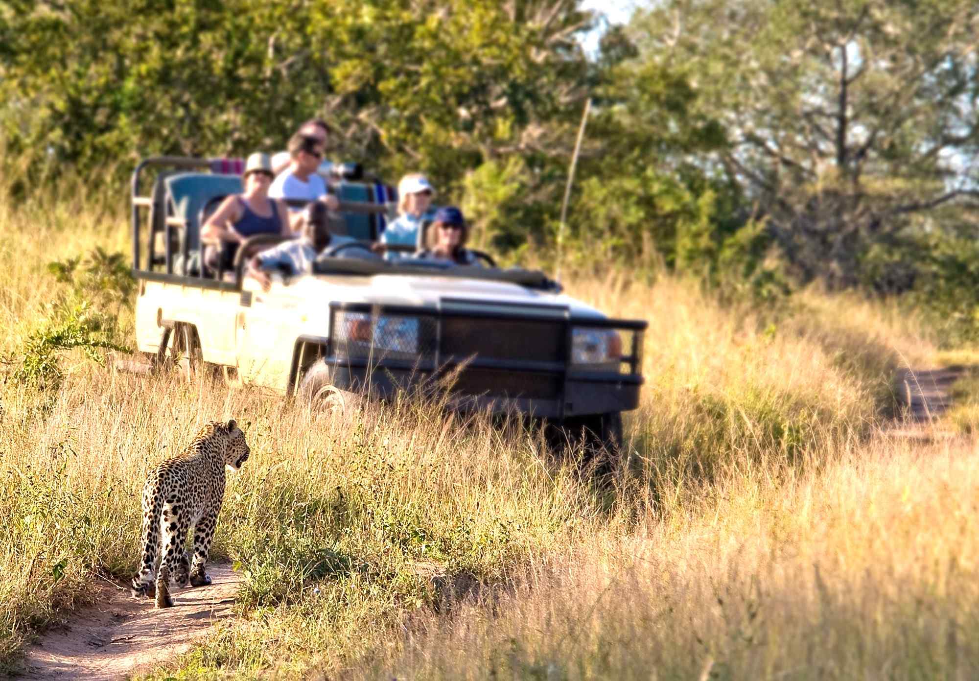 Zuid-Afrika-rondreis-Limpopo-Safari-Timbavati