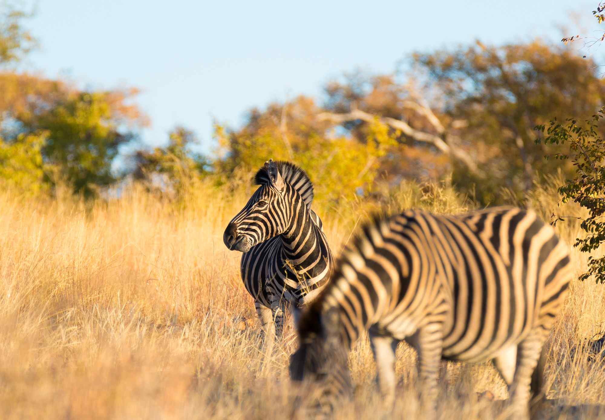 Zuid-Afrika-rondreis-Limpopo-zebras-in-Mapungubwe