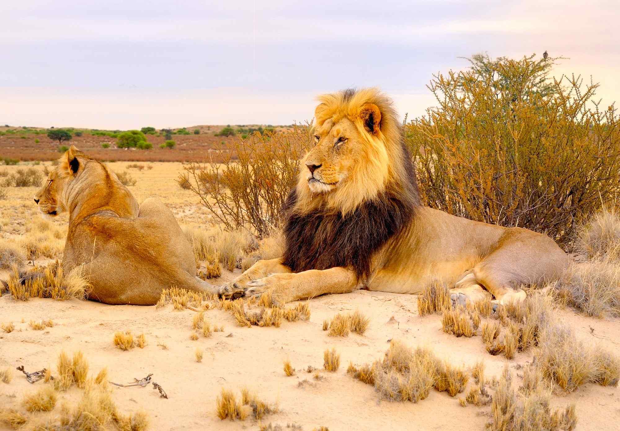 Oostkaap, leeuwen in de Kalahari