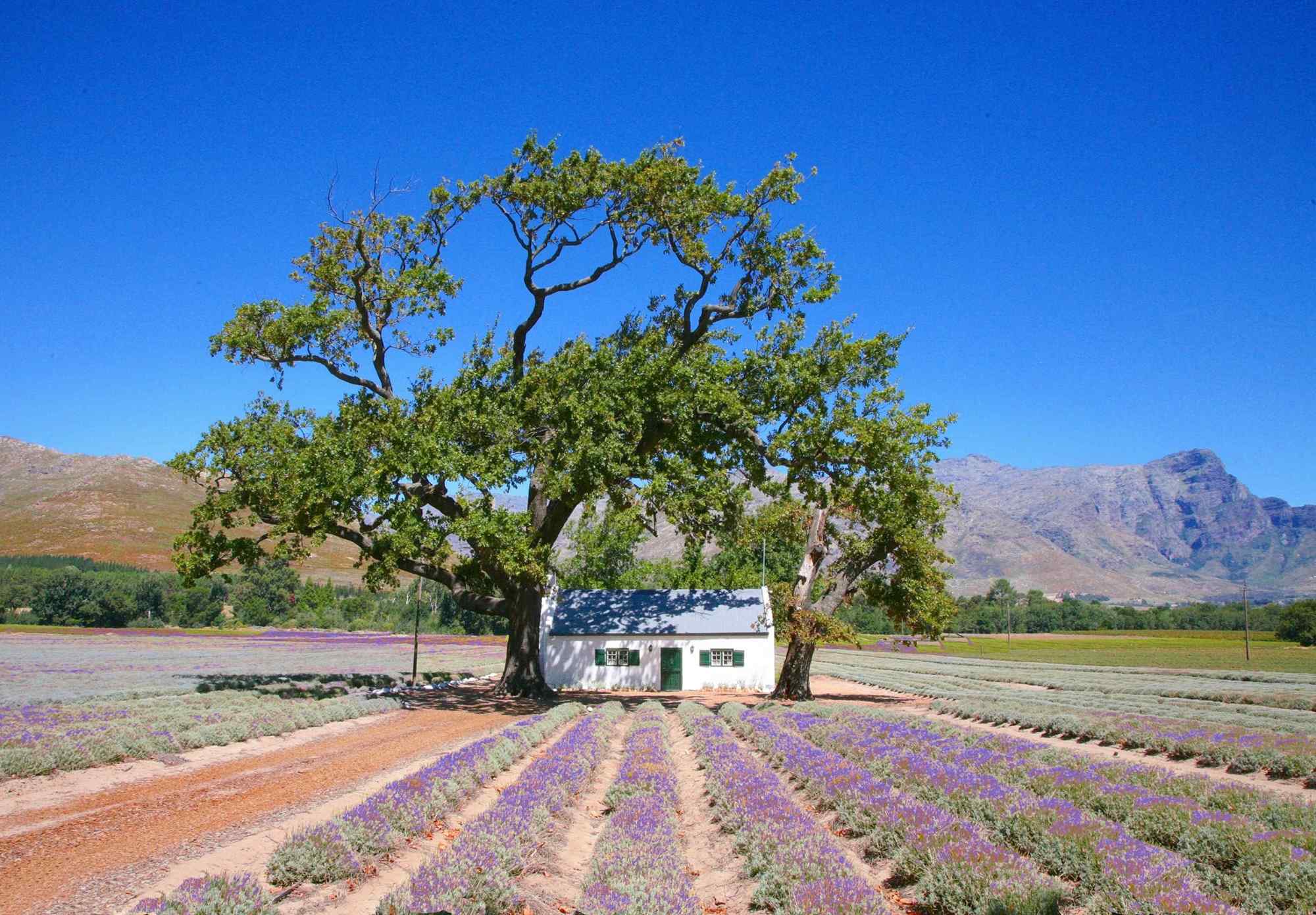 Stellenbosch in de West-Kaap