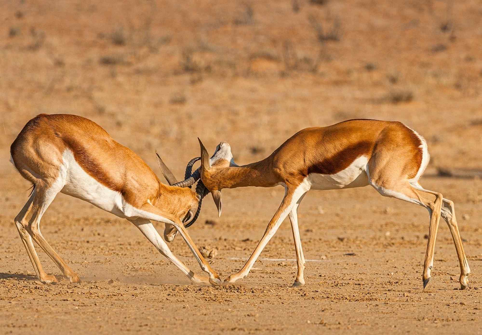 Springbokken in de Khalahari