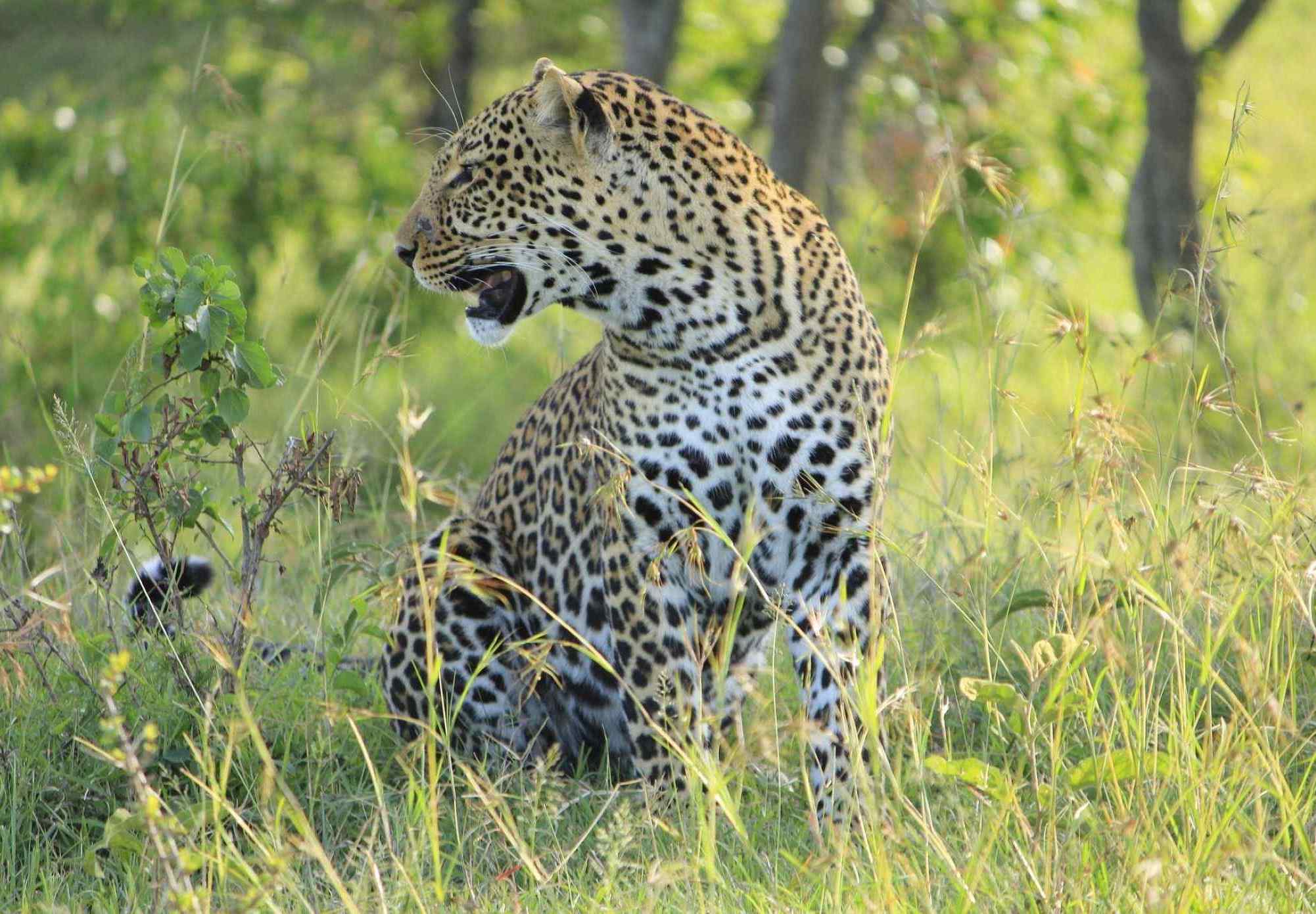 Luipaard in het gras in Chobe