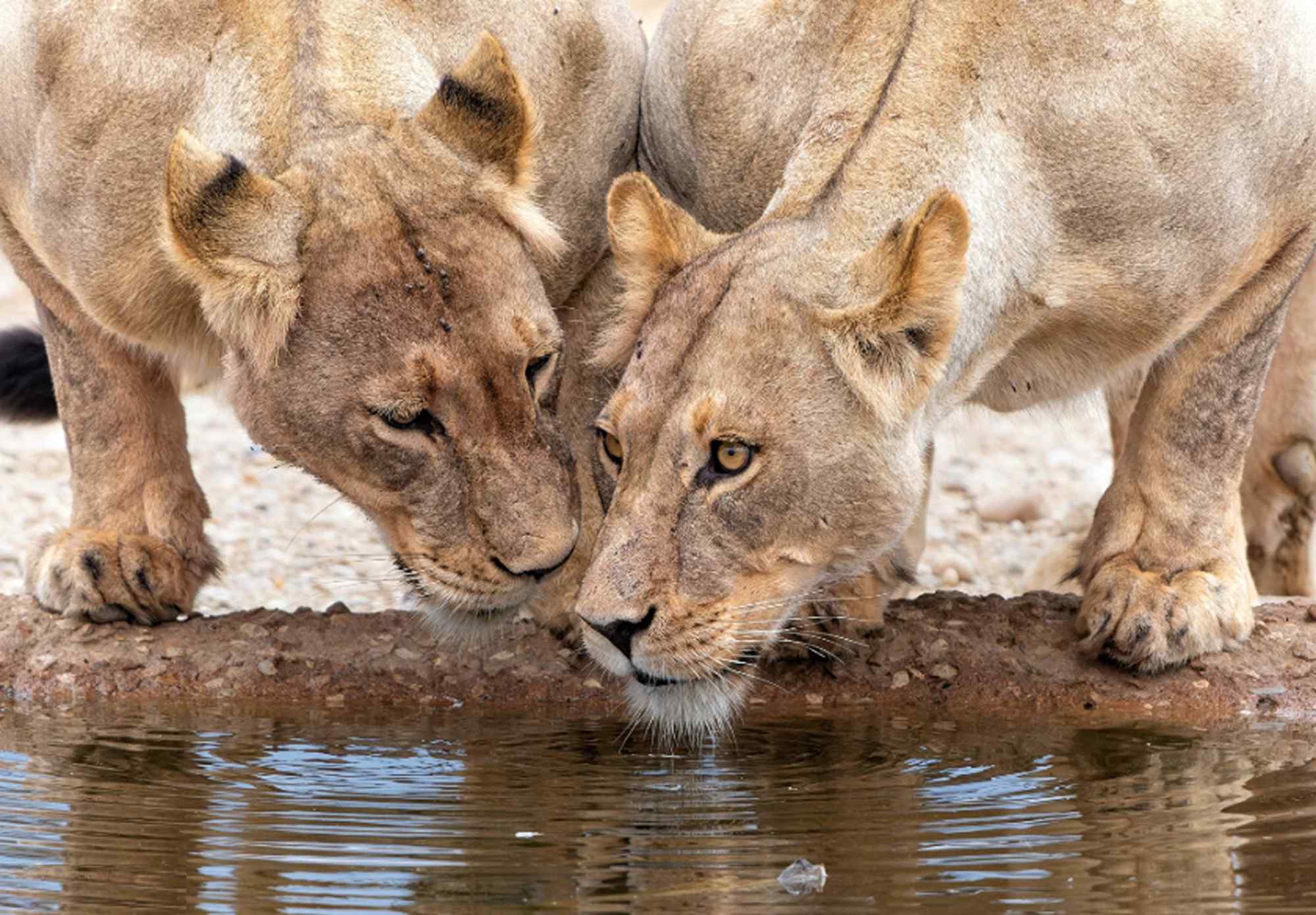 drinkende-leeuwen-in-Khwai, Botswana