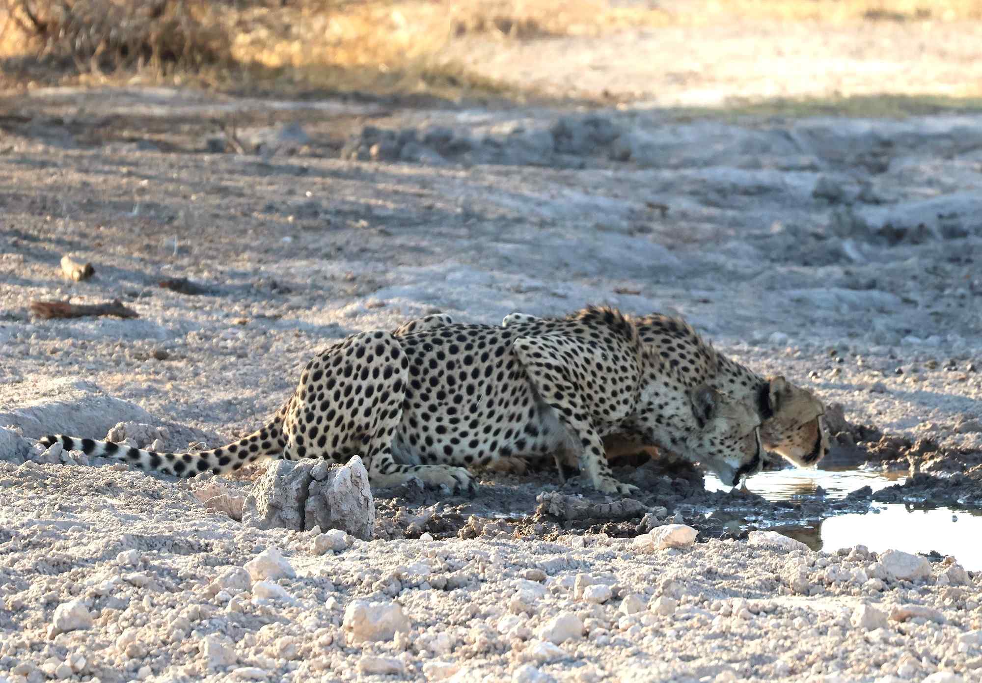 drinkende dieren in Etosha, Namibie