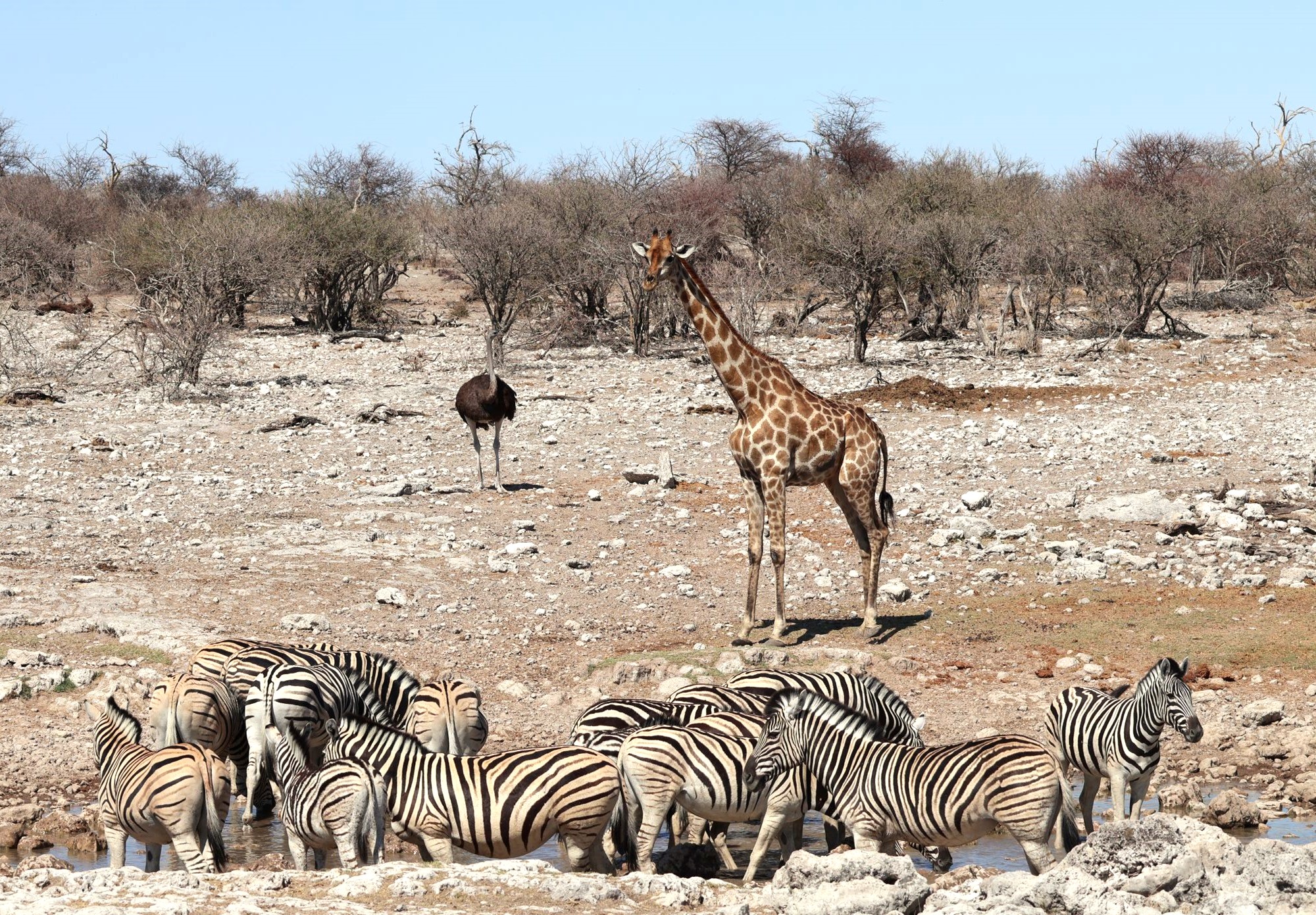 zebras-en-giraffes in Etosha, Namibie