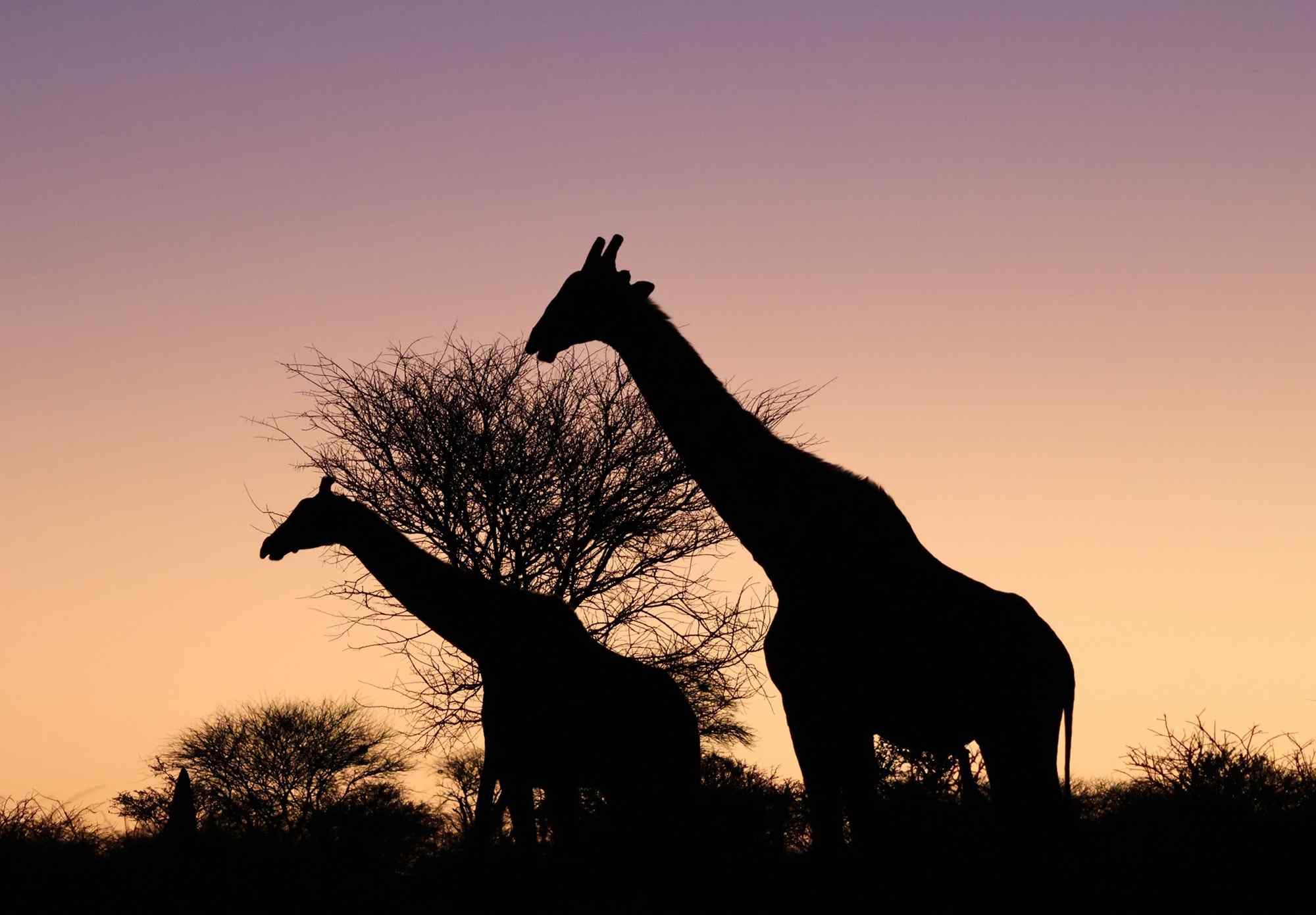 giraffes-in-de-Zambezi, Namibie