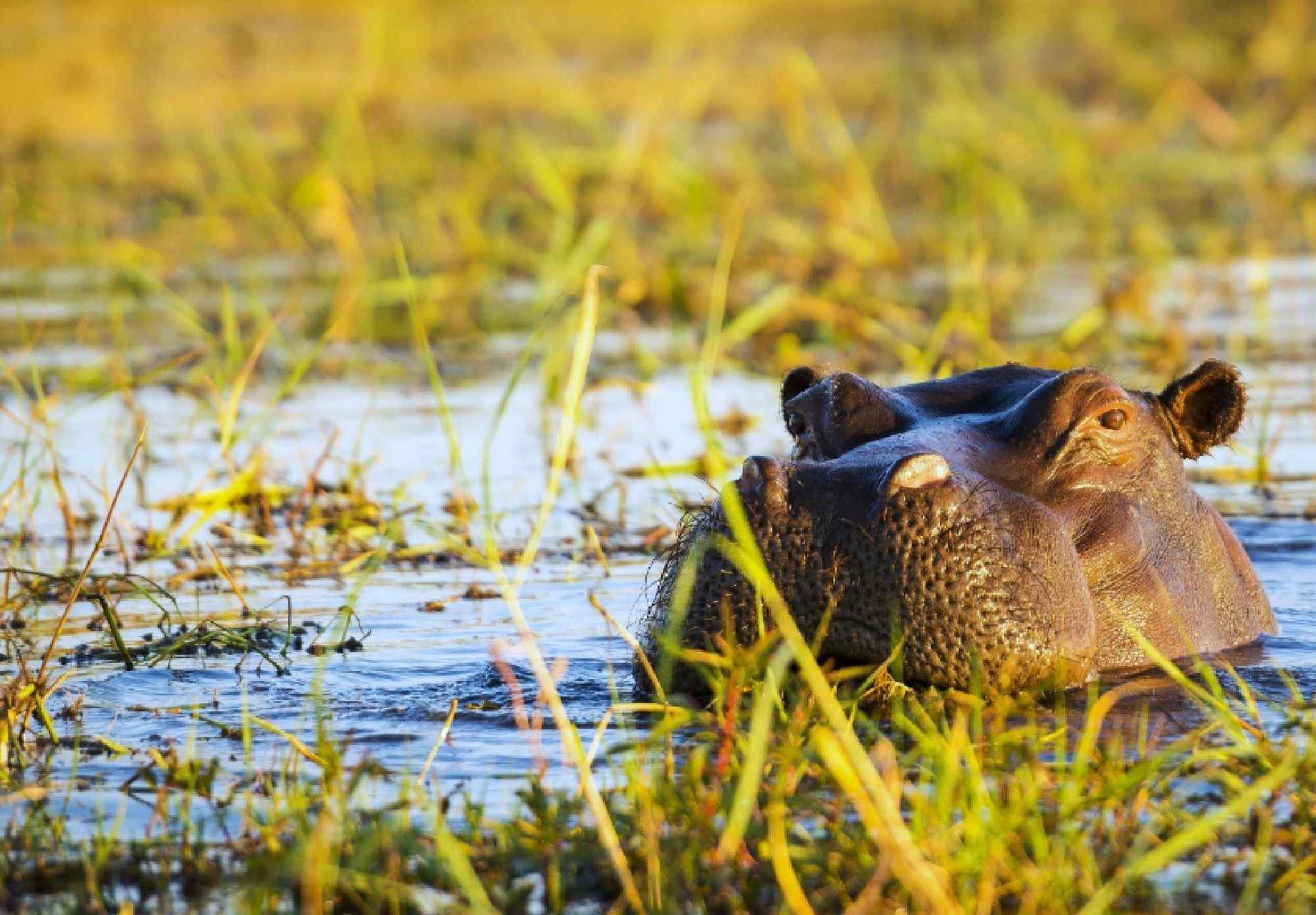 hippo-in-de-Zambezi in Namibie
