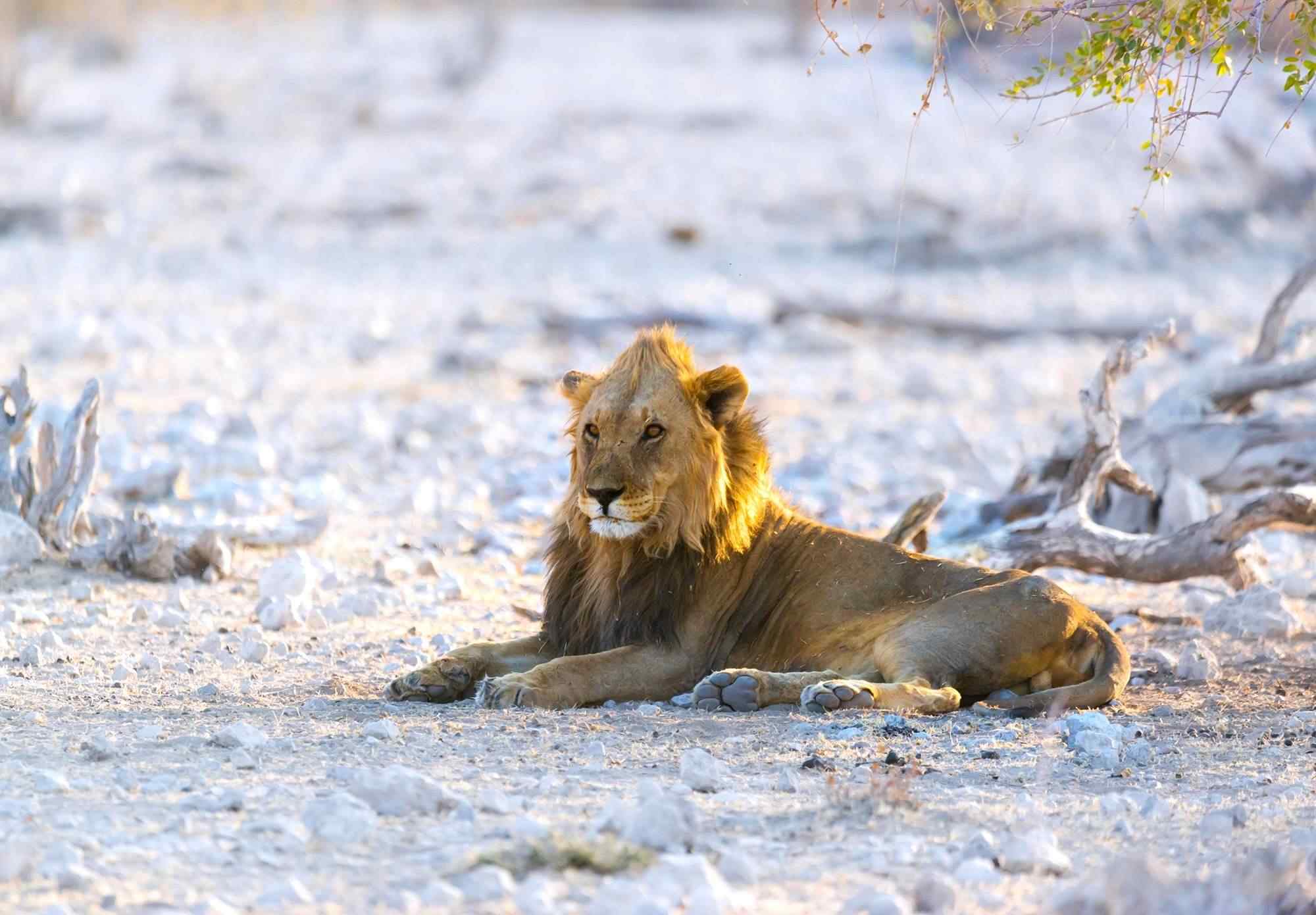 leeuw-in-Etosha