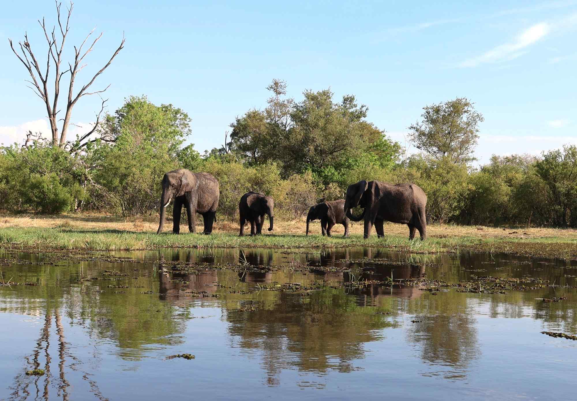 olifanten in Chobe, Botswana