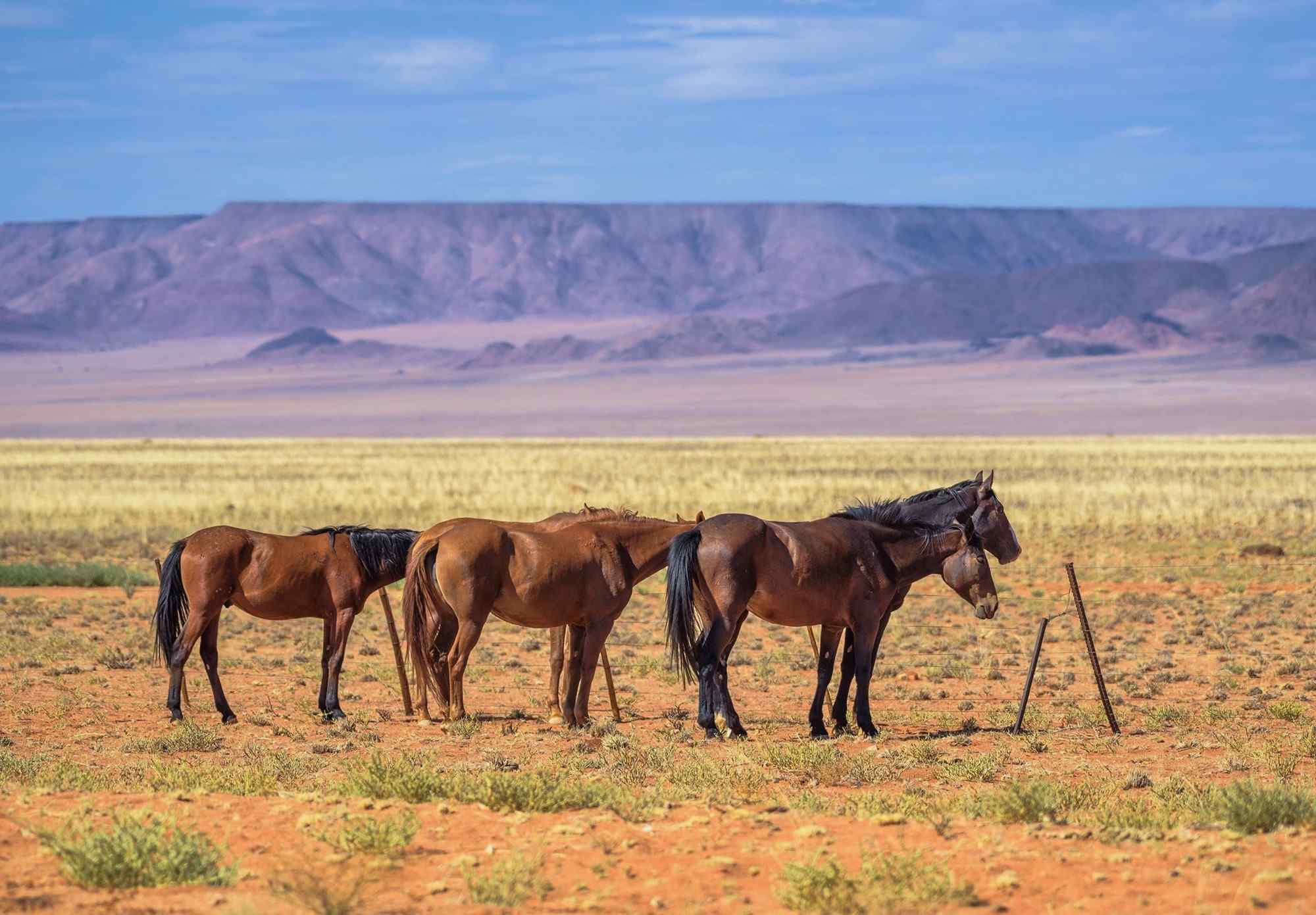 Wilde paarden bij Aus in Namibie