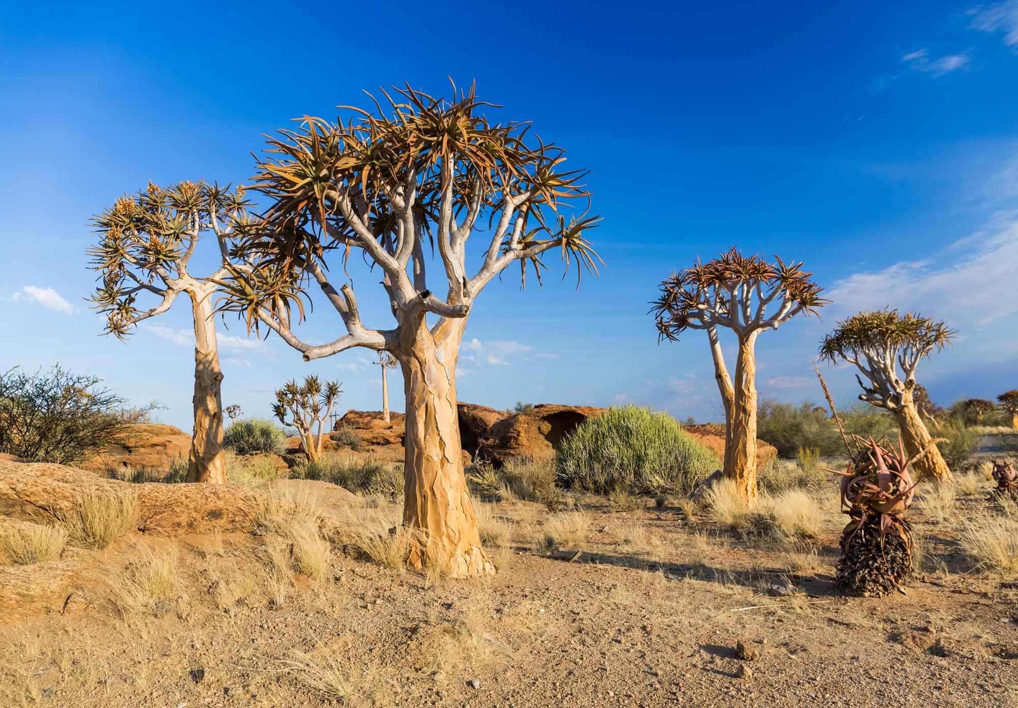 Cederbomen onderweg naar de Fish River Canyon