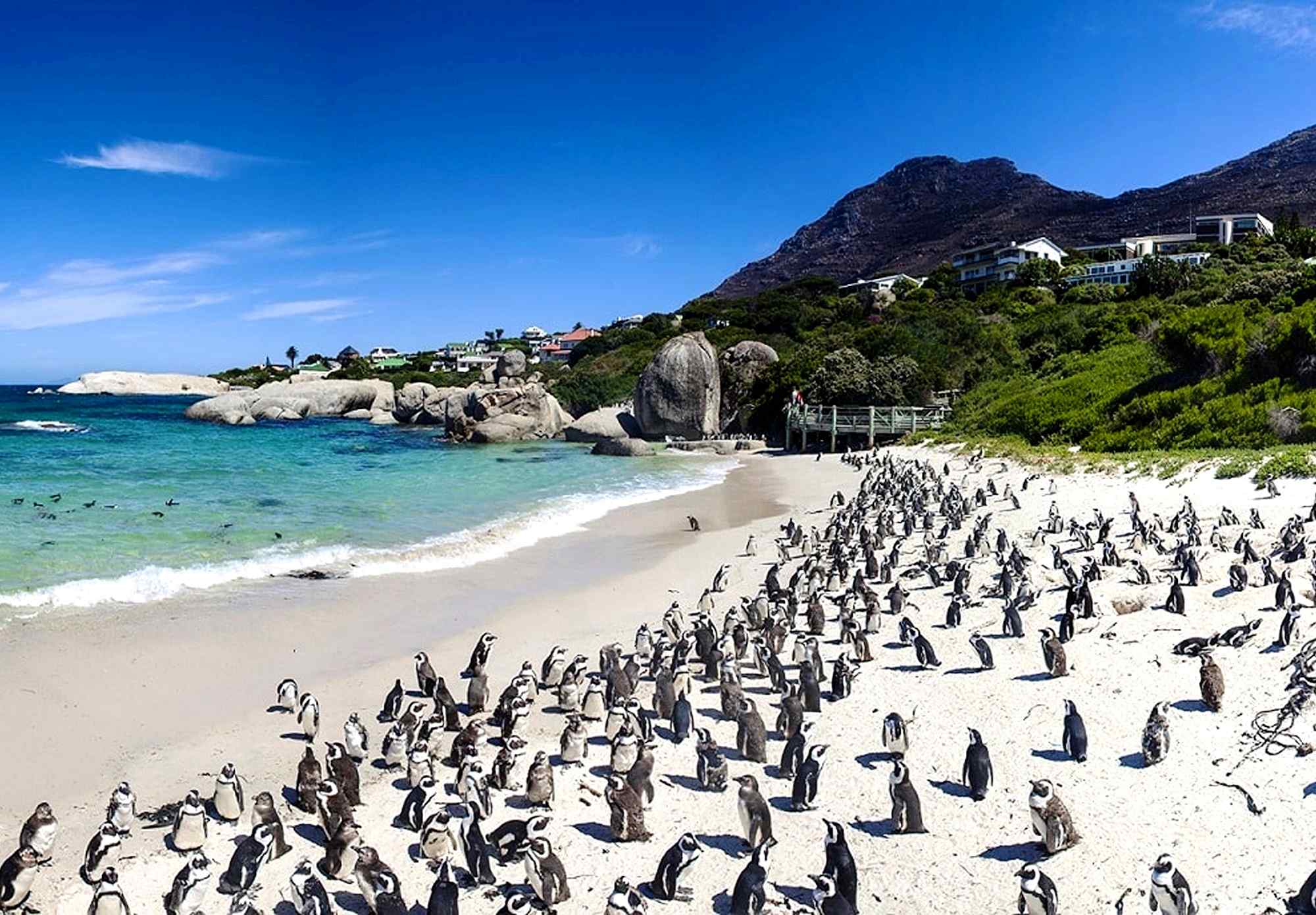 Pinquins op Boulder Beach