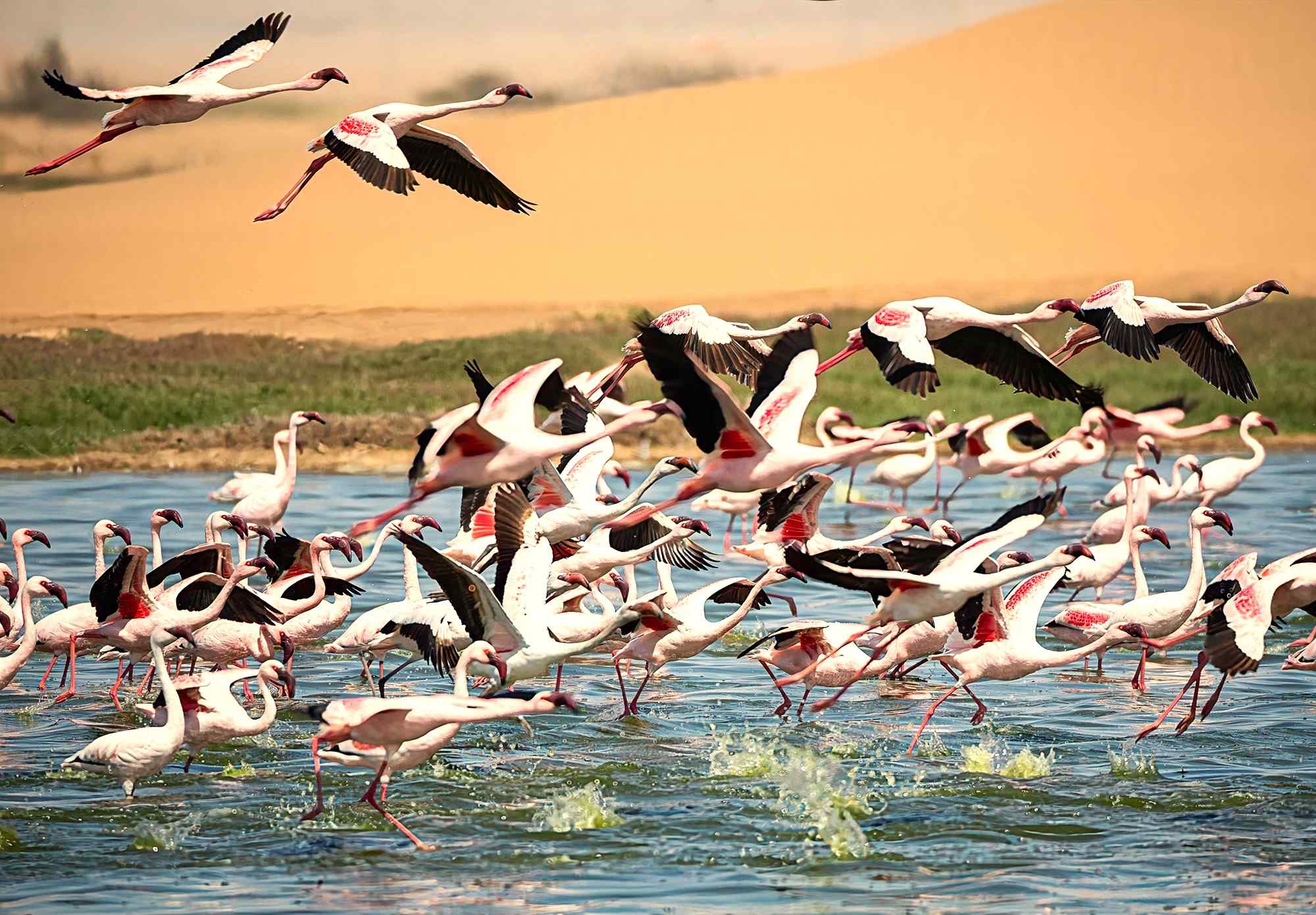 vogels aan de kust bij Swakopmund