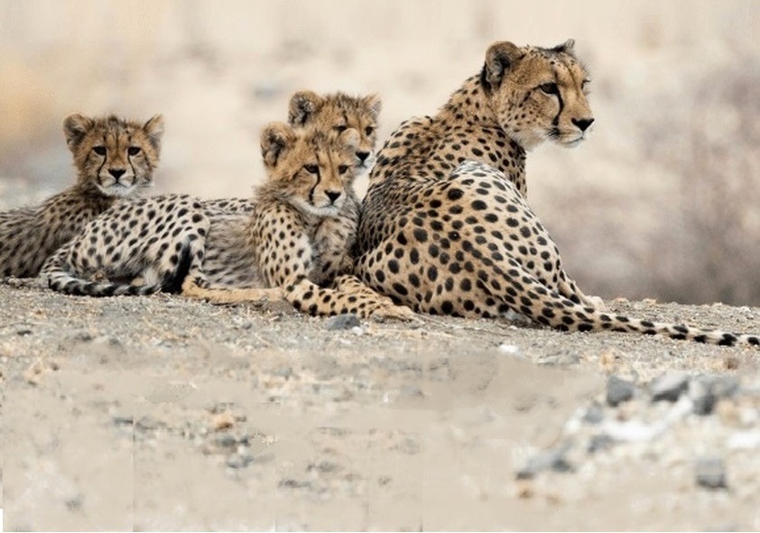 Cheetas in Namibie