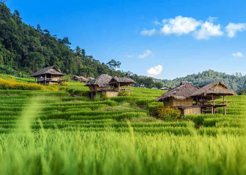Vietnam, groene rijstvelden