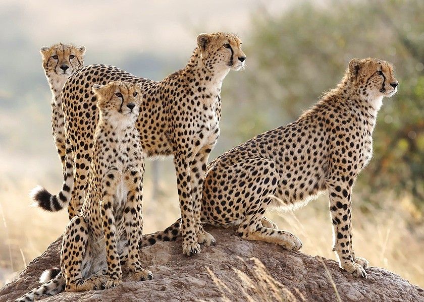 Botswana-Cheetahs