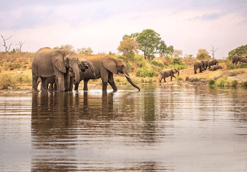 olifanten in Namibie