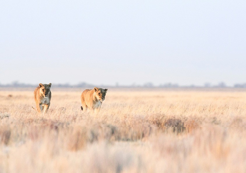 Luxe Namibië rondreis