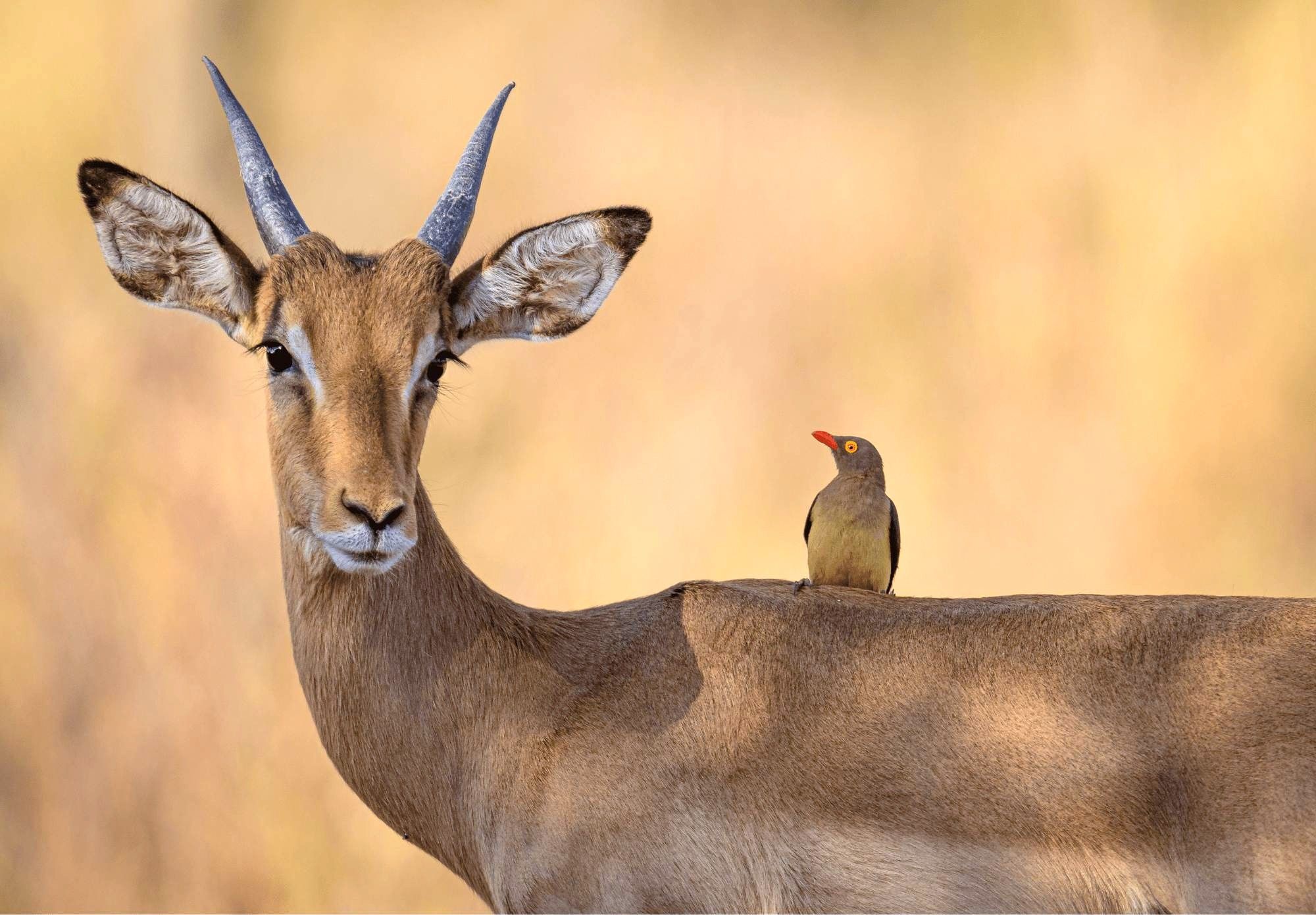 Zuid-Afrika-Impala-in-Waterberg