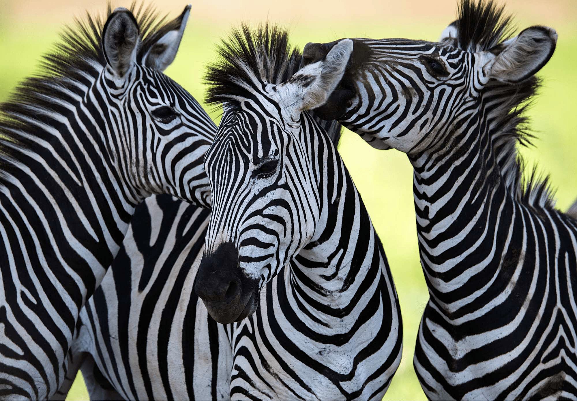Zuid-Afrika-Zebras-bij-Waterberg