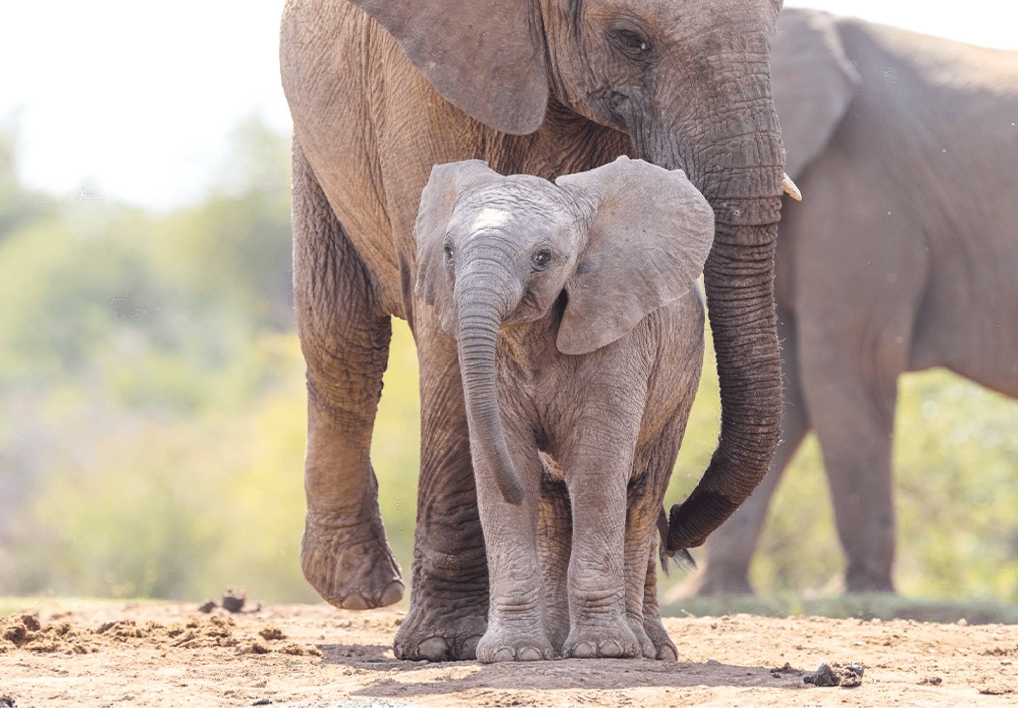 Zuid-Afrika-olifanten-tijdens-Safari-in-Madikwe