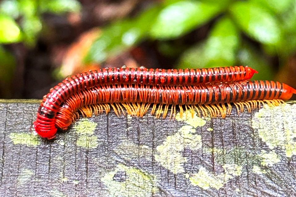 Maleisie reisverslag, de jungle van Mulu