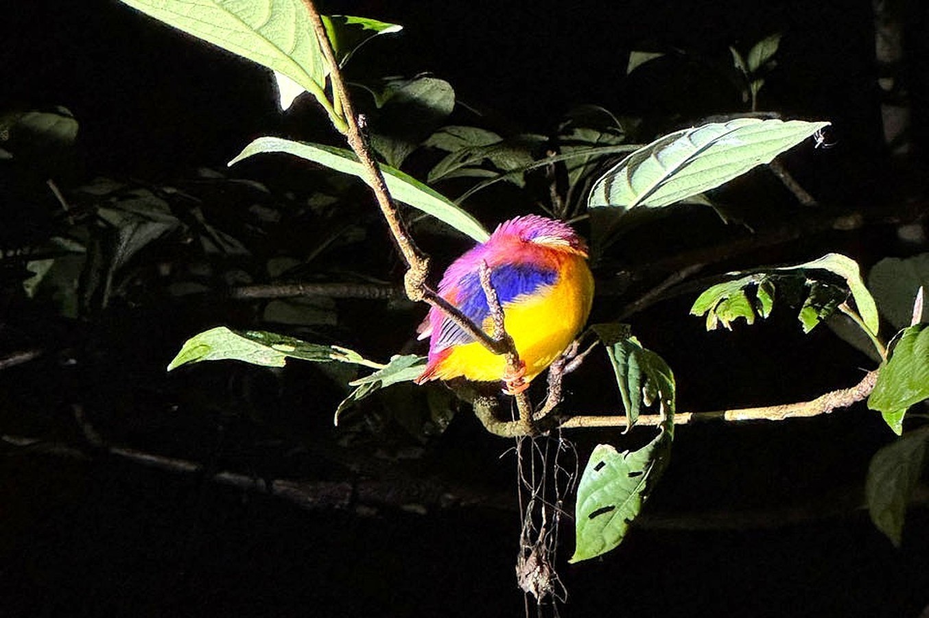 reisverslag Kim op Borneo, nachtwandeling