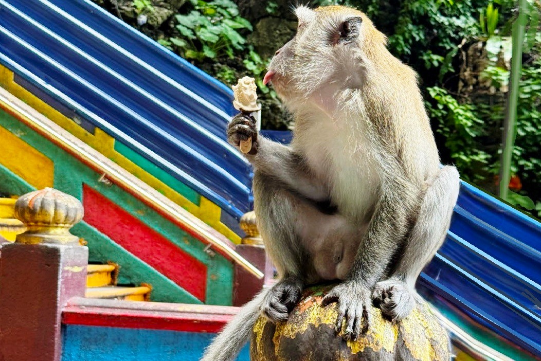 Maleisie reisverslag: aapje bij Batu Caves