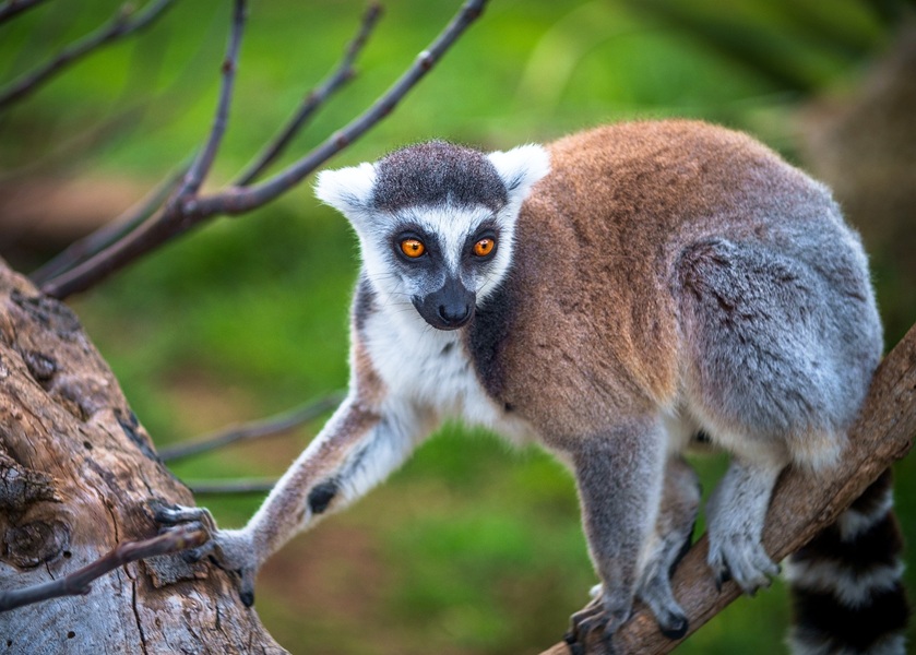 Langs de Hoogtepunten van Madagascar
