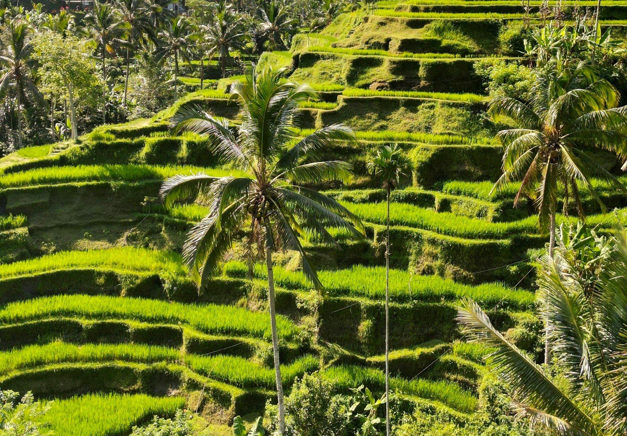 rijstvelden op Bali, Indonesie