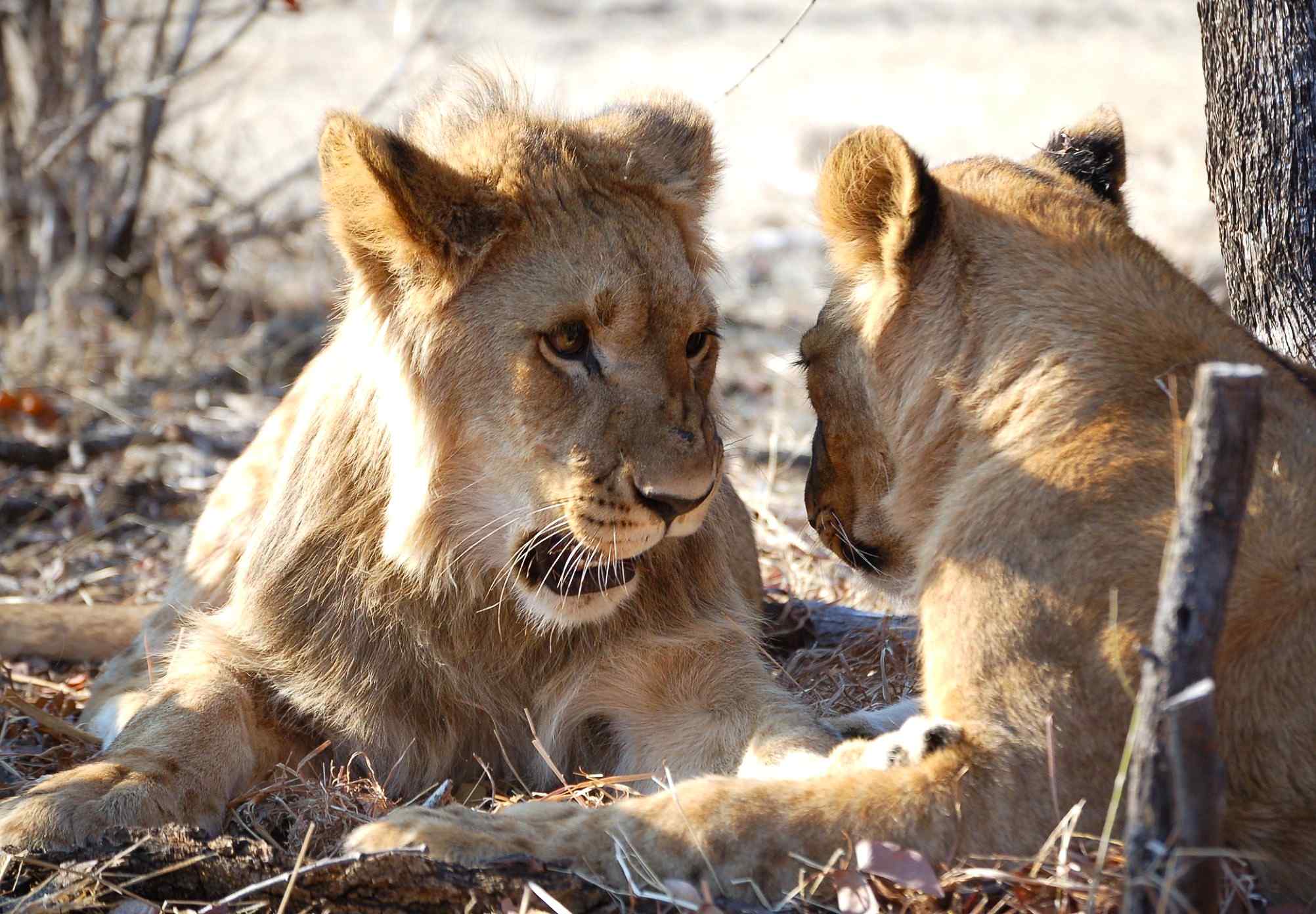 leeuwen in Hwange nationaal park, Zimbabwe