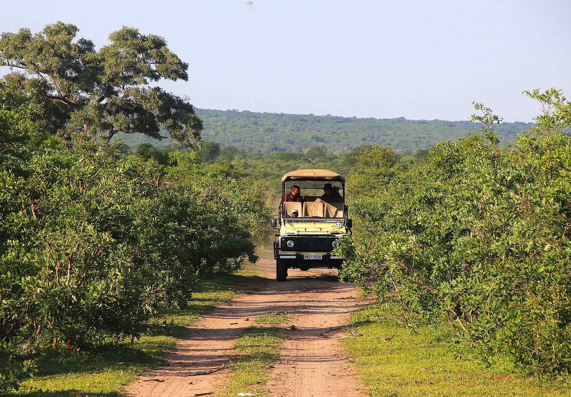 safari in Hwange, Zimbabwe